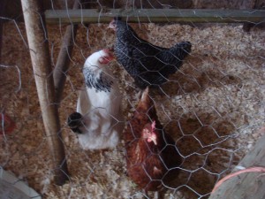 hens